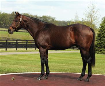 Awesome Again Awesome Again: Sire of G3 Gotham Stakes winner Awesome Act.