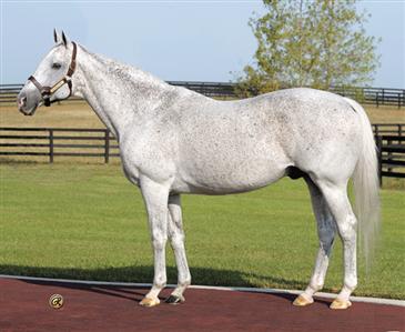 EL PRADO -- EMERGING SIRE OF SIRES