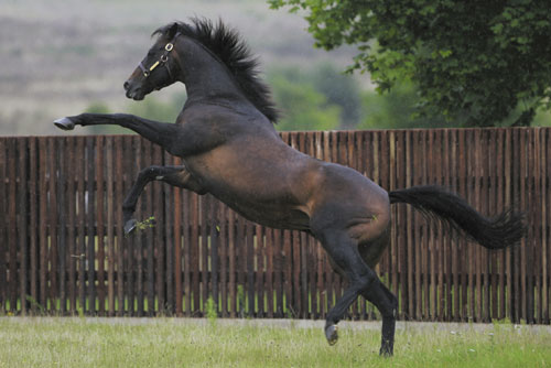 Green Desert feeling his oats!