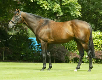 COOLMORES MONTJEU
