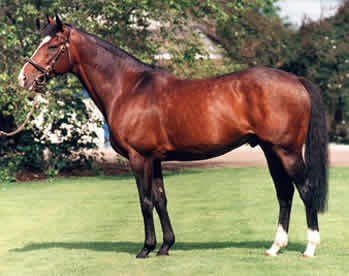 Patriarch Sadlers Wells