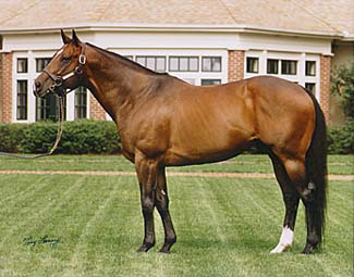 Up-and-coming broodmare sire Belong to Me