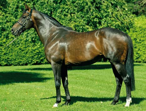 The Irish National Studs Invincible Spirit