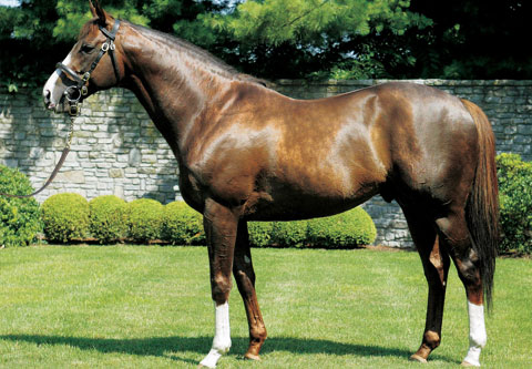 COOLMORE AMERICAS GIANTS CAUSEWAY